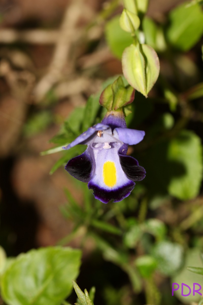 Torenia fournieri Linden ex E.Fourn.